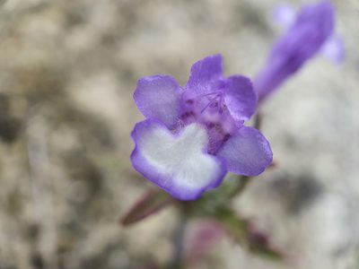 Cleonia lusitanica, photographed by João Valença