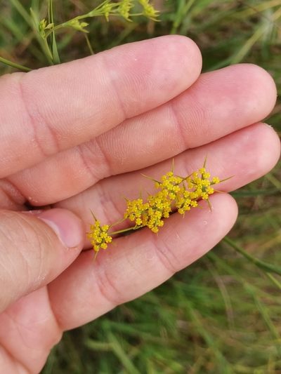 Bupleurum exaltatum, photographed by Ljaž