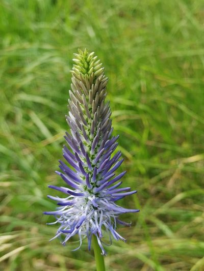 Phyteuma persicifolium, photographed by Ljaž