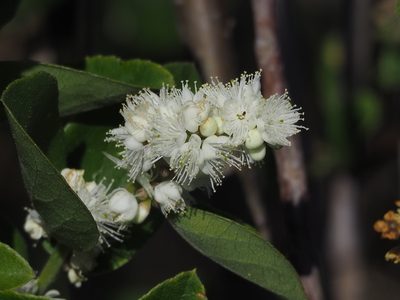 Symplocos paniculata, photographed by 葉子