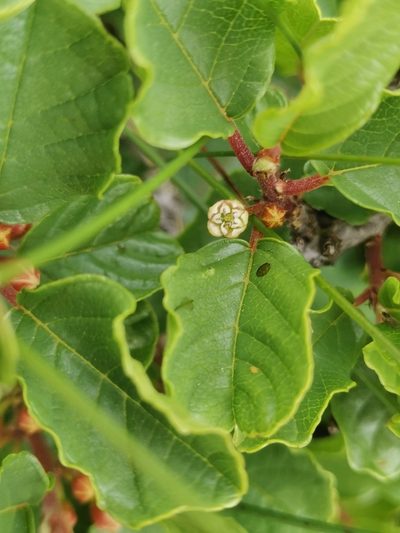 Frangula rupestris, photographed by Ljaž