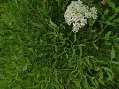 Siler montanum, photographed by Ljaž
