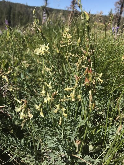 Astragalus reventiformis, photographed by Lindsey Salmonson