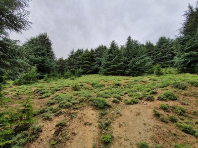 Cedrus atlantica, photographed by Mehdi Chetibi