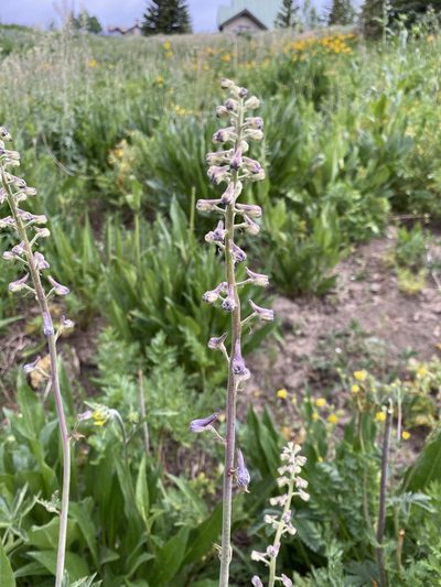 Delphinium occidentale, photographed by Asher P Higgins