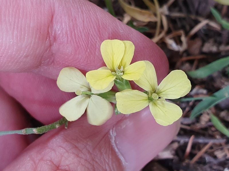 Erysimum grandiflorum, photographed by Mehdi Chetibi