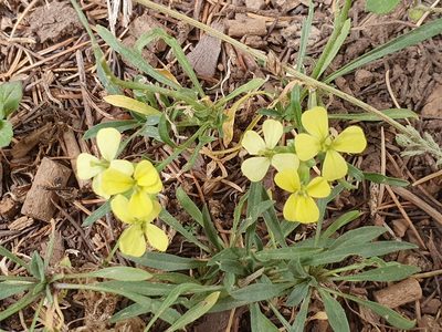 Erysimum grandiflorum, photographed by Mehdi Chetibi