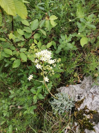 Saxifraga crustata, photographed by Ljaž