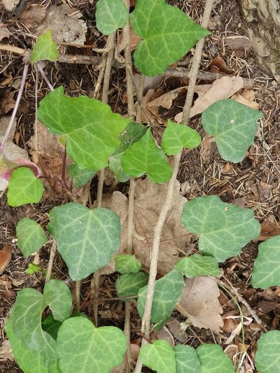 Hedera algeriensis, photographed by Mehdi Chetibi