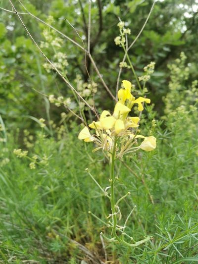 Erysimum sylvestre, photographed by Ljaž