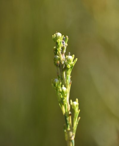 Leucadendron ericifolium, photographed by Justin Ponder