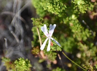 Pelargonium fruticosum, photographed by Justin Ponder