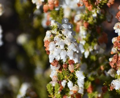 Erica glomiflora, photographed by Justin Ponder