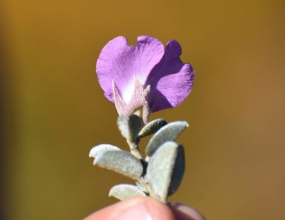 Podalyria burchellii, photographed by Justin Ponder