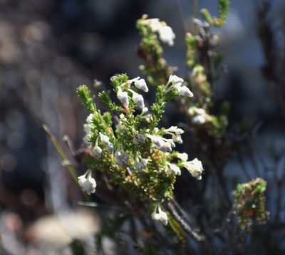Erica glomiflora, photographed by Justin Ponder