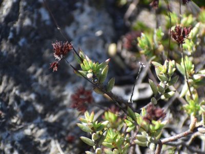 Crassula biplanata, photographed by Justin Ponder