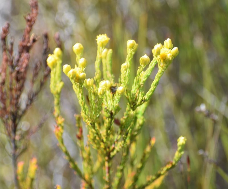 Leucadendron olens, photographed by Justin Ponder