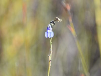 Lobelia linearis, photographed by Justin Ponder