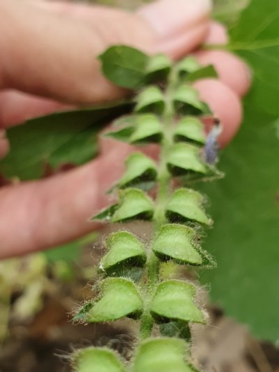 Scutellaria columnae, photographed by Mehdi Chetibi