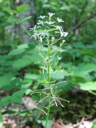 Ornithogalum arcuatum, photographed by Юрий Данилевский (Yuriy Danilevsky)