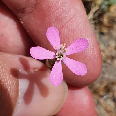 Silene pseudoatocion, photographed by Mehdi Chetibi
