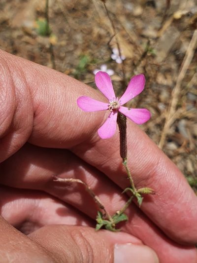 Silene pseudoatocion, photographed by Mehdi Chetibi