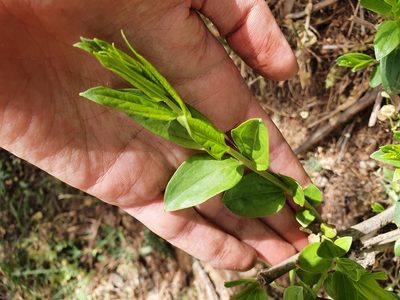 Coriaria myrtifolia, photographed by Mehdi Chetibi