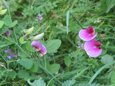 Lathyrus grandiflorus, photographed by Pete Bradshaw