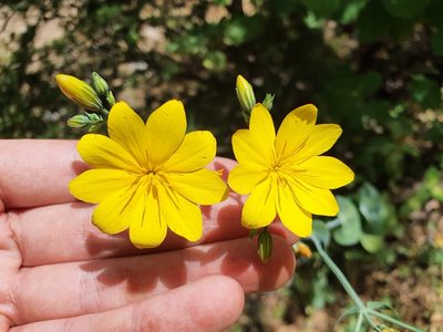Blackstonia grandiflora, photographed by Mehdi Chetibi