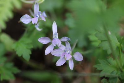Delphinium anthriscifolium, photographed by Se Lena