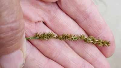 Carex diandra, photographed by Norma Malinowski