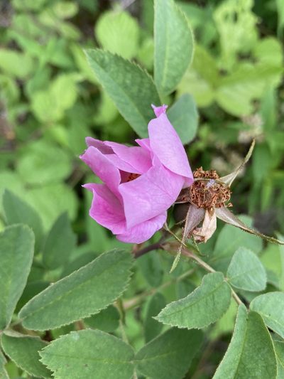 Rosa sherardii, photographed by er-birds