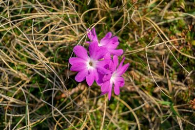 Primula clusiana, photographed by Philipp Pavelka