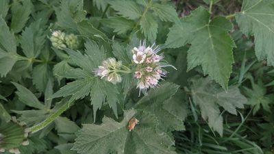 Hydrophyllum fendleri, photographed by Quinn Campbell