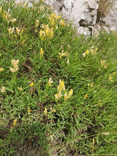 Genista sericea, photographed by Ljaž