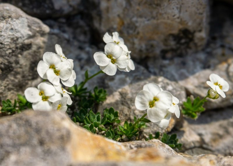 Draba stellata, photographed by Philipp Pavelka