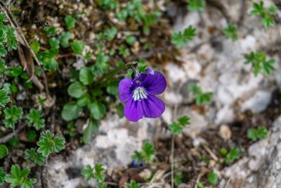 Viola alpina, photographed by Philipp Pavelka