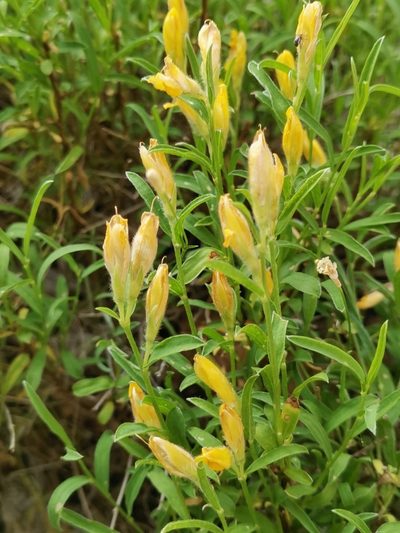 Genista sericea, photographed by Ljaž
