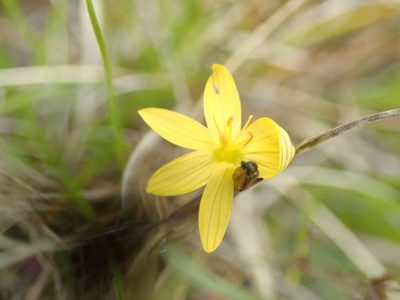 Sisyrinchium californicum, photographed by Randal