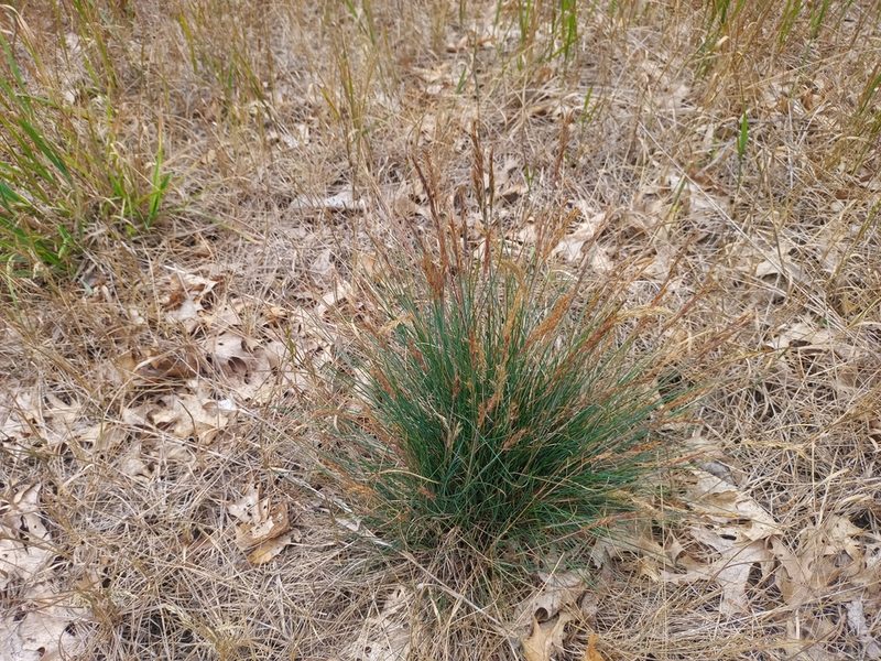 Festuca trachyphylla, photographed by Reuven Martin