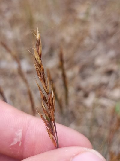Festuca trachyphylla, photographed by Reuven Martin