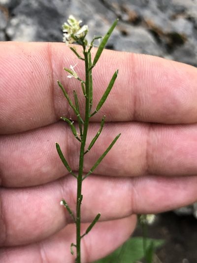 Arabis ciliata, photographed by Thomas Ebner