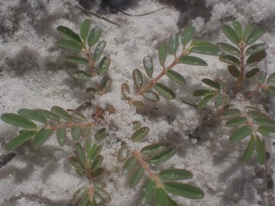 Euphorbia bombensis, photographed by Cole Shoemaker
