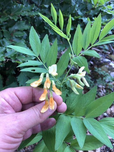 Lathyrus laevigatus, photographed by Thomas Ebner
