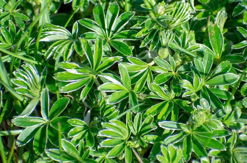 Alchemilla nitida, photographed by Gergely Nigg