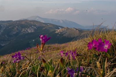 Primula clusiana, photographed by Philipp Pavelka
