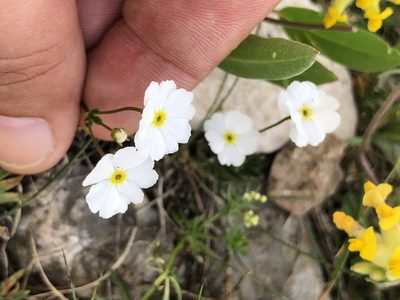 Androsace lactea, photographed by Thomas Ebner