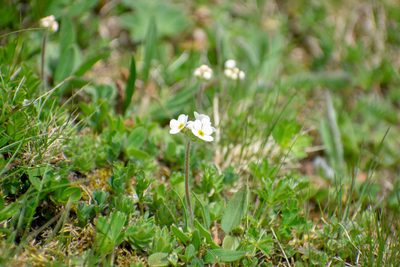 Androsace chamaejasme, photographed by Gergely Nigg