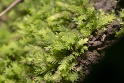 Fissidens taxifolius, photographed by Eleftherios Katsillis