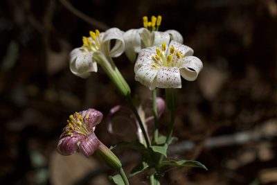 Lilium rubescens, photographed by Arvel Hernandez